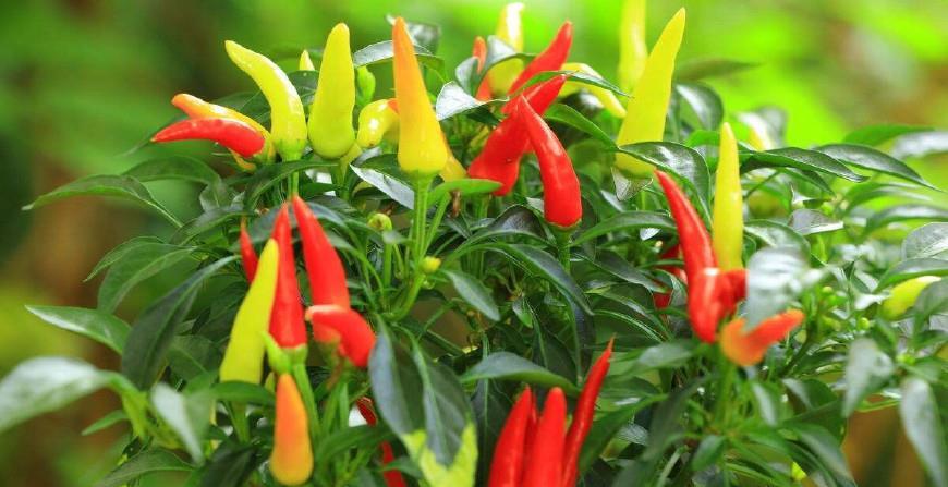 司普沃淺談朝天椒種植技(jì)術(shù)與管理(lǐ)