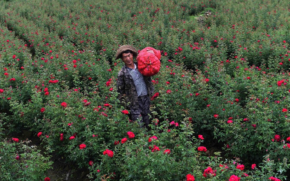 司普沃淺談食用(yòng)玫瑰種植技(jì)術(shù)與管理(lǐ)