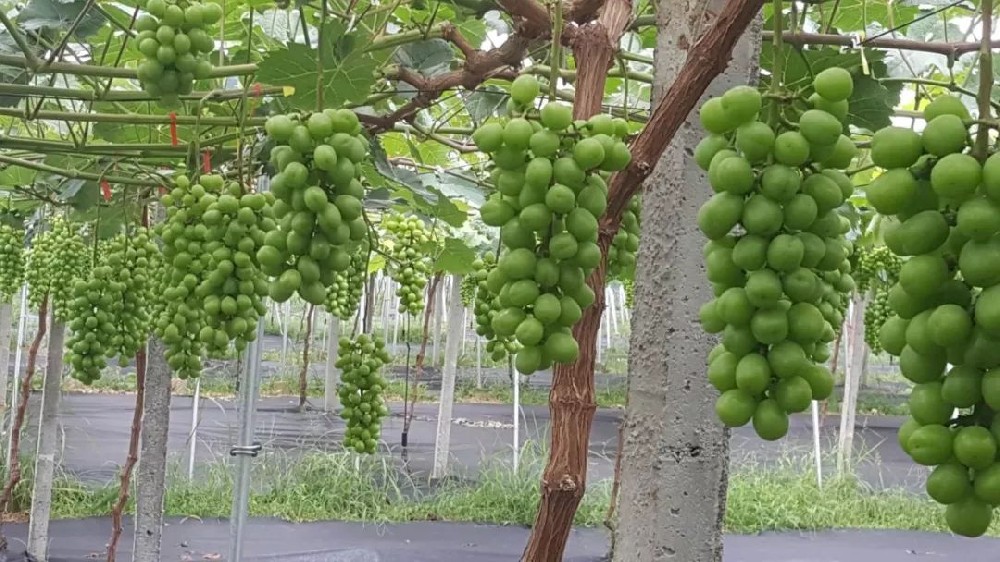 司普沃淺談陽光(guāng)玫瑰種植技(jì)術(shù)與管理(lǐ)