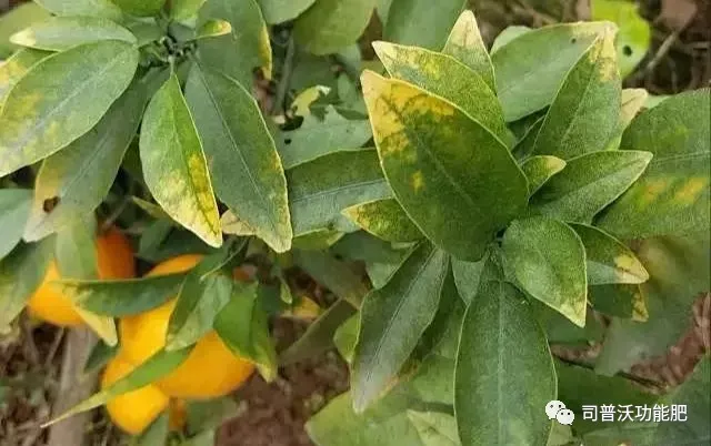 1629084544133900.png 2.png