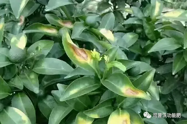 1629084549169953.png 3.png