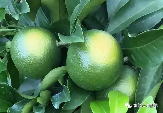 1629084555567870.png 4.png