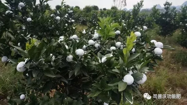 1629084585153516.png 8.png