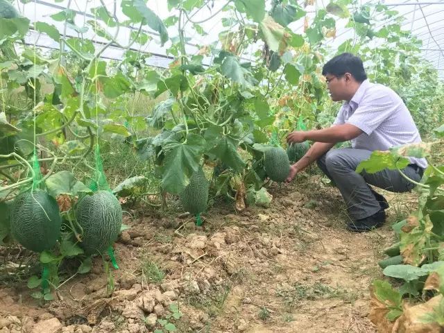 哈密瓜白(bái)粉病嚴重？如(rú)何進行(xíng)防治？司普沃為(wèi)您解答(dá)