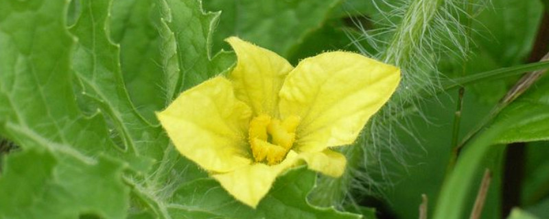 西(xī)瓜雄花(huā)無粉？這(zhè)可(kě)嚴重了(le)，與司普沃一(yī)起來(lái)看(kàn)看(kàn)該怎樣解決