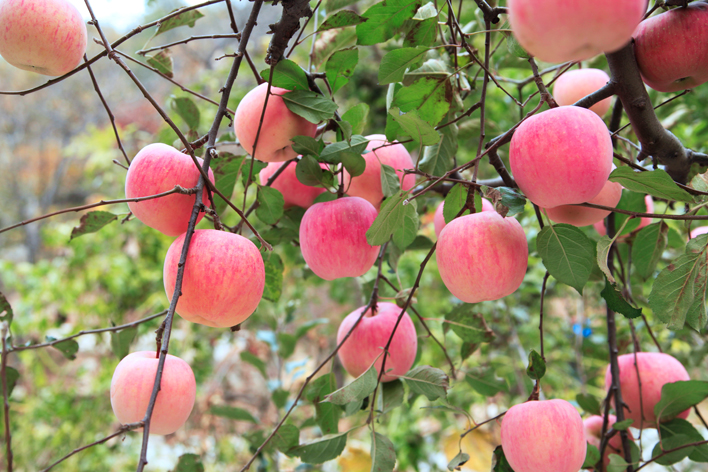 想要(yào)産出優質蘋果，8月(yuè)份該補充什(shén)麽呢(ne)？司普沃帶您來(lái)了(le)解