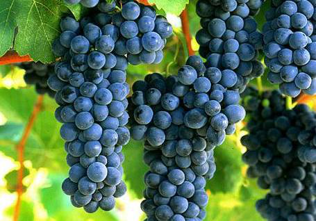 葡萄采收前一(yī)定要(yào)補充鈣，為(wèi)什(shén)麽呢(ne)？快(kuài)與司普沃一(yī)起來(lái)看(kàn)看(kàn)