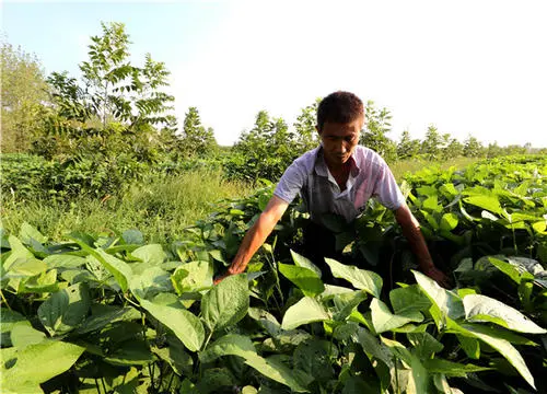 司普沃淺談黑(hēi)豆種植技(jì)術(shù)與管理(lǐ)
