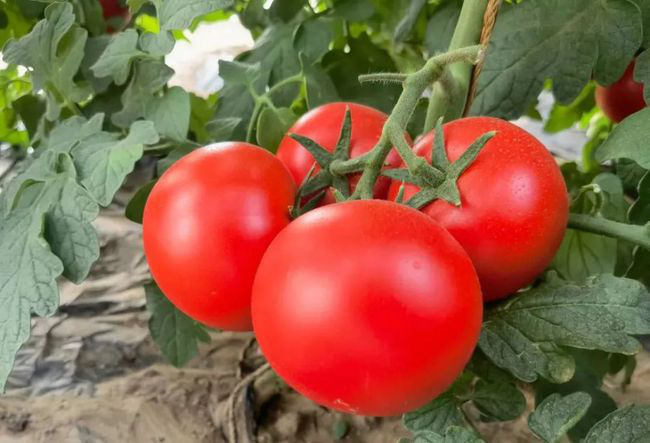 番茄定植前，防死棵需注意的(de)幾個(gè)方面，與司普沃一(yī)起來(lái)看(kàn)看(kàn)