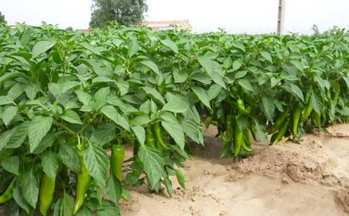 司普沃淺談辣椒病毒病防治技(jì)術(shù)與管理(lǐ)