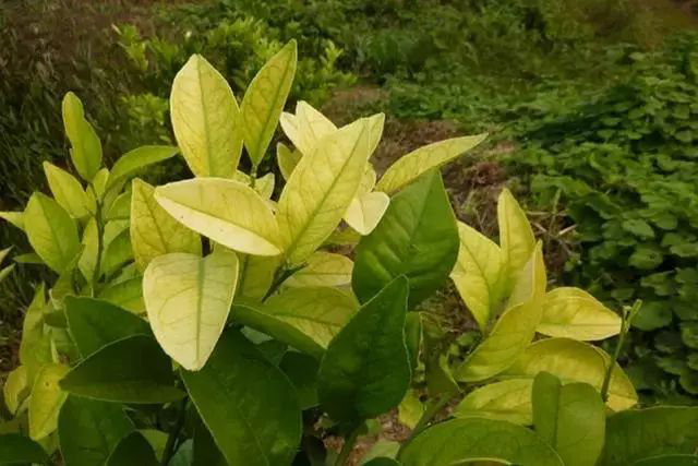 柑橘黃(huáng)化(huà)是(shì)什(shén)麽原因？我們該怎樣解決？速看(kàn)司普沃這(zhè)篇文(wén)章(zhāng)