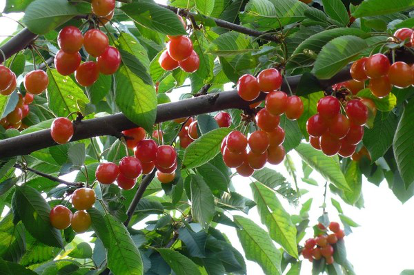 進入到(dào)秋季，櫻桃一(yī)定要(yào)預防早期落葉，與司普沃一(yī)起來(lái)了(le)解一(yī)下(xià)