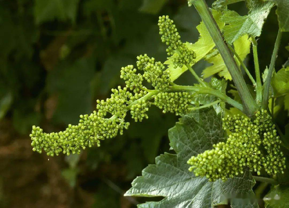 葡萄的(de)花(huā)芽分(fēn)化(huà)過程和(hé)管理(lǐ)，你(nǐ)了(le)解多(duō)少(shǎo)呢(ne)？快(kuài)與司普沃一(yī)起來(lái)看(kàn)看(kàn)