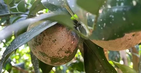 司普沃淺談柑橘黑(hēi)腐病防治技(jì)術(shù)與管理(lǐ)