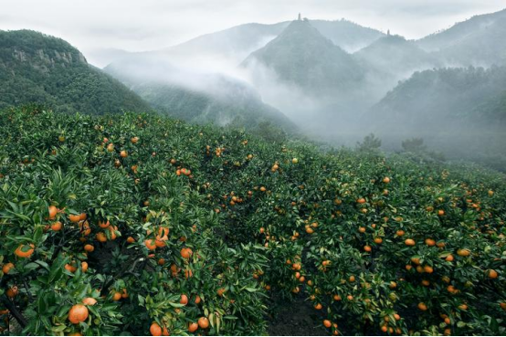 1630650977848123.png image.png