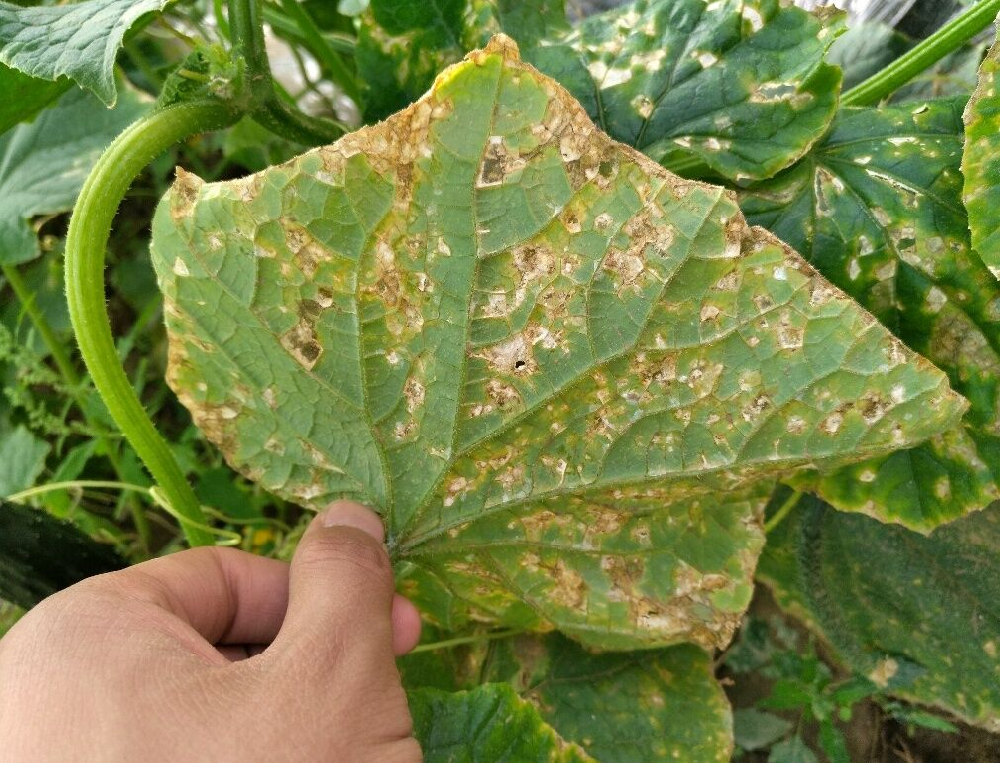 司普沃淺談黃(huáng)瓜細菌性角斑病的(de)防治技(jì)術(shù)與管理(lǐ)