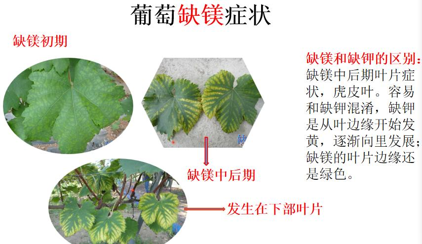 司普沃淺談葡萄缺鎂症狀及防治方案