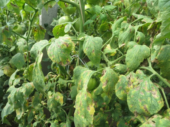 1630738085100233.png image.png