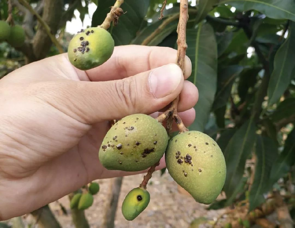 司普沃淺談芒果炭疽病的(de)發病症狀及防治措施