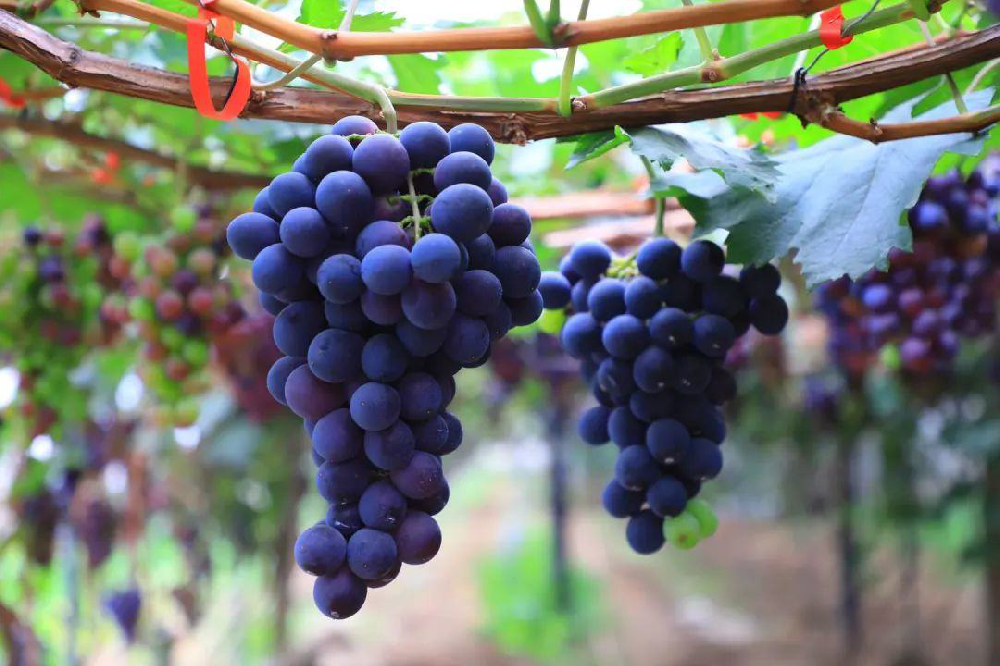 葡萄采收後如(rú)何管理(lǐ)？從(cóng)哪裡(lǐ)管理(lǐ)？速與司普沃一(yī)起了(le)解一(yī)下(xià)