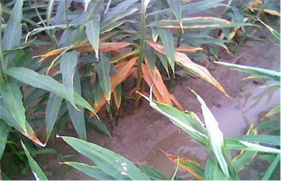 1630831377453532.png image.png