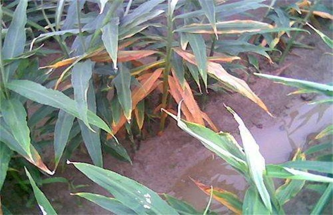 司普沃淺談大(dà)姜葉枯病防治技(jì)術(shù)與管理(lǐ)