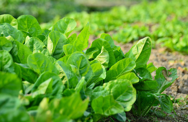 蔬菜根系弱、花(huā)少(shǎo)、病害多(duō)，怎麽辦？與司普沃一(yī)起來(lái)看(kàn)看(kàn)