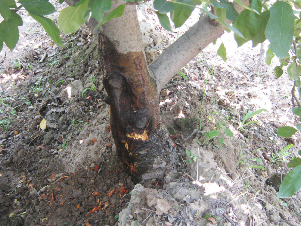 蘋果樹(shù)“幹腐病”發病規律及防治技(jì)術(shù)