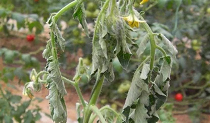 番茄青枯病防治技(jì)術(shù)與管理(lǐ)