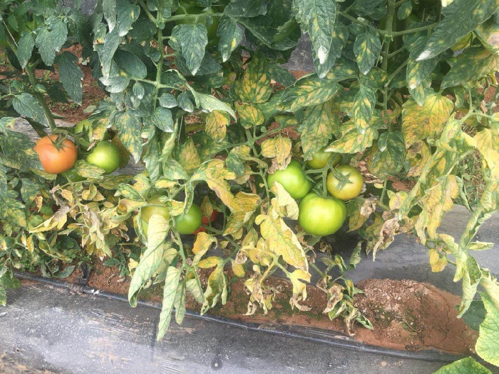 番茄葉黴病如(rú)何防治？司普沃為(wèi)您解答(dá)