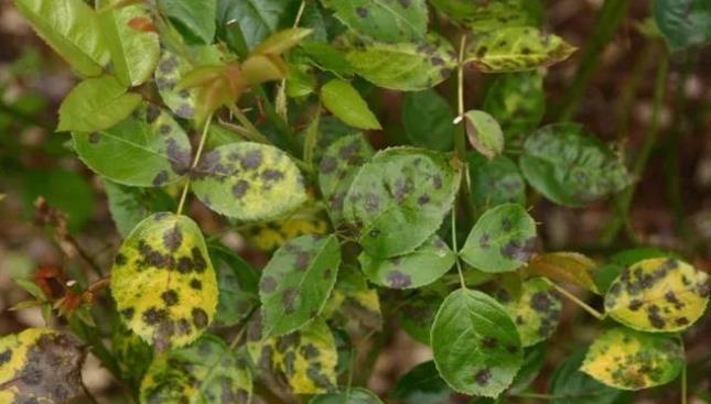 番木(mù)瓜環斑花(huā)葉病的(de)危害症狀和(hé)防治方法