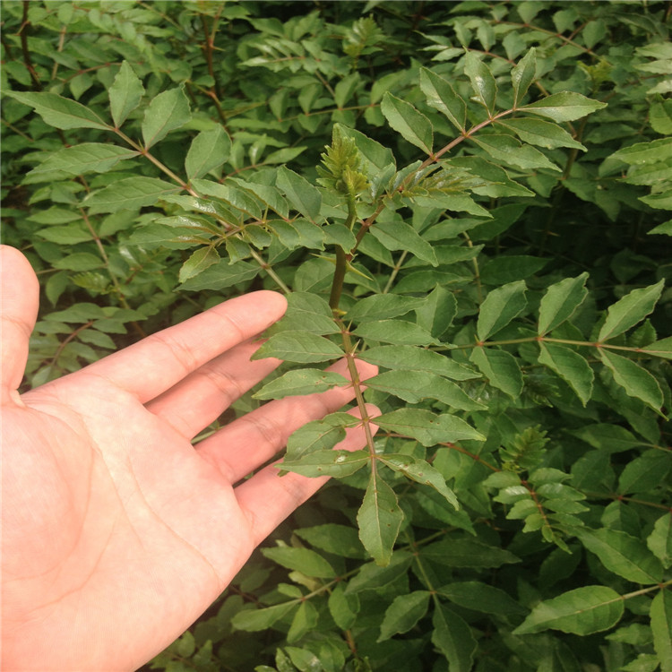 花(huā)椒根腐病如(rú)何防治？司普沃教您一(yī)招輕松解決