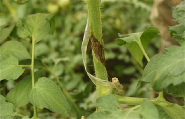 番茄芽枯病是(shì)啥原因造成的(de)，又(yòu)該怎麽防治？司普沃為(wèi)您輕松解決