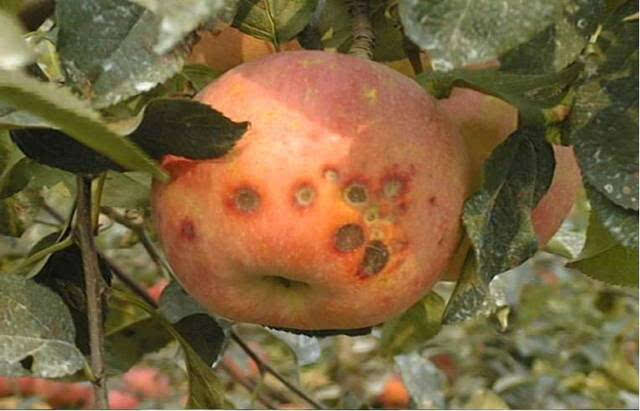 蘋果苦痘病的(de)發病原因及補救措施