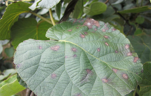 猕猴桃黑(hēi)斑病怎麽防治？司普沃為(wèi)您解答(dá)