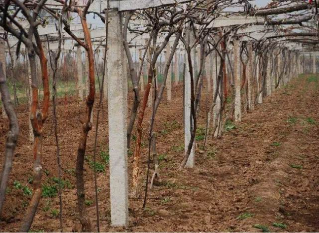 司普沃淺談猕猴桃潰瘍病防治技(jì)術(shù)與管理(lǐ)