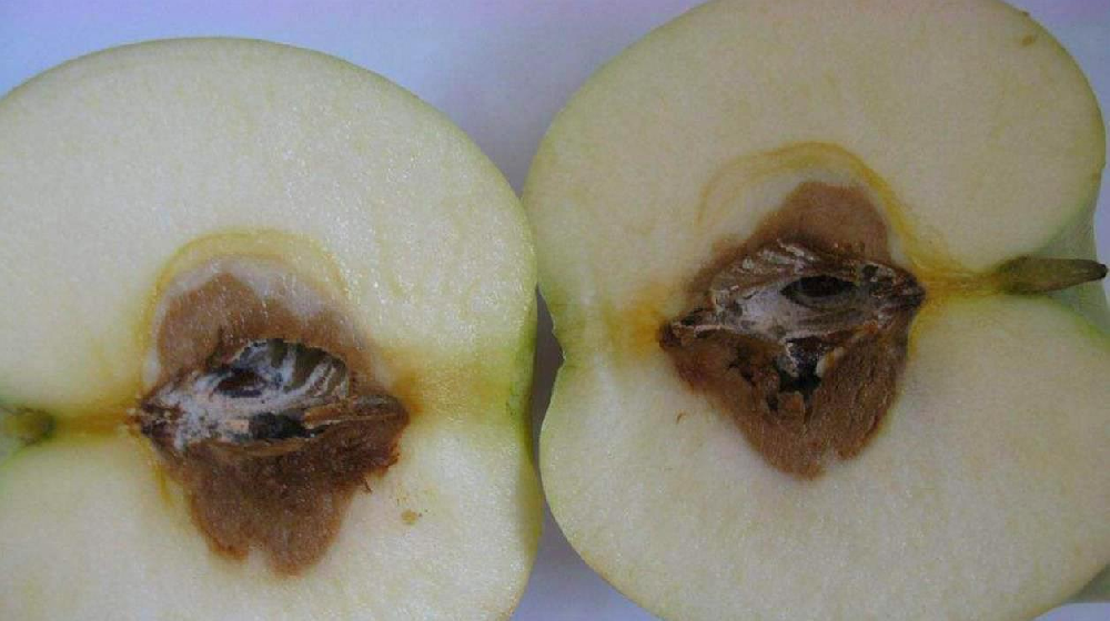 蘋果黴心病發病規律及防治技(jì)術(shù)