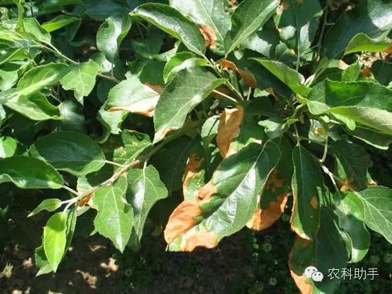 蘋果圓斑根腐病怎麽辦？司普沃教您一(yī)招有(yǒu)效預防