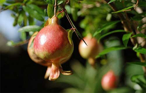 番石榴立枯病（幹枯病）怎麽防治？司普沃為(wèi)您解決