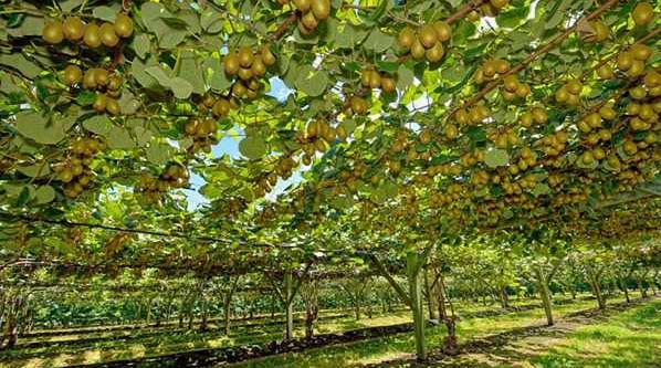 猕猴桃白(bái)絹根腐病發病規律及防治技(jì)術(shù)