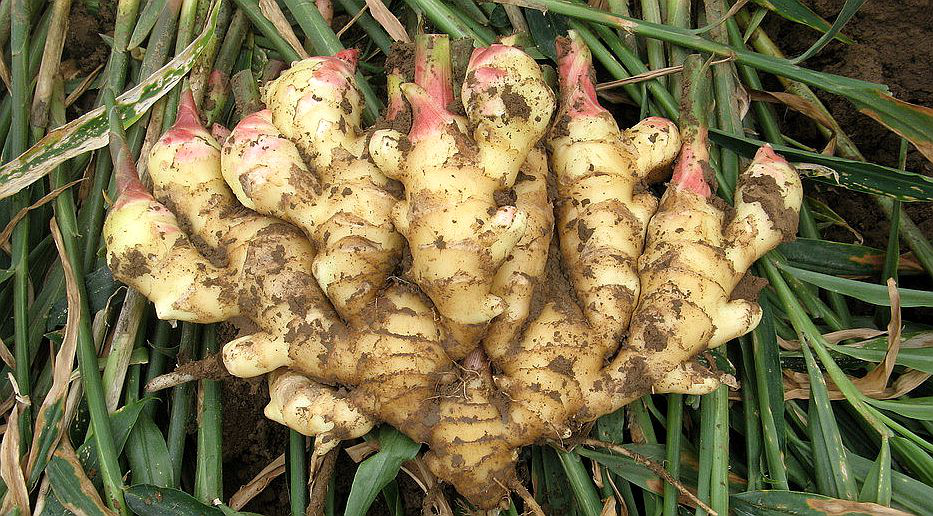 大(dà)姜想獲得(de)高(gāo)産，但(dàn)死棵嚴重怎麽辦？司普沃來(lái)幫您