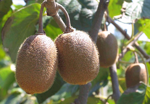 猕猴桃葉子(zǐ)盛、坐(zuò)果少(shǎo)，什(shén)麽原因？與司普沃一(yī)起尋找答(dá)案