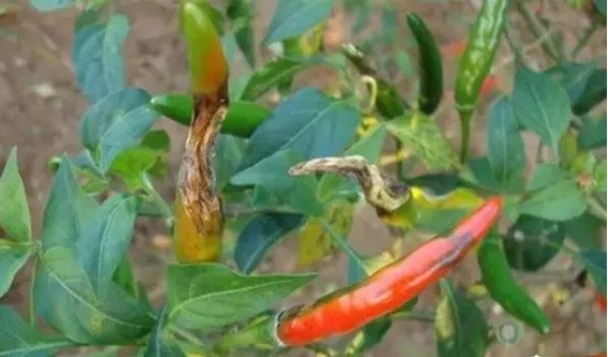 1631496419163378.png image.png