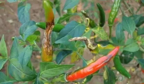 司普沃淺談辣椒炭疽病防治技(jì)術(shù)與管理(lǐ)