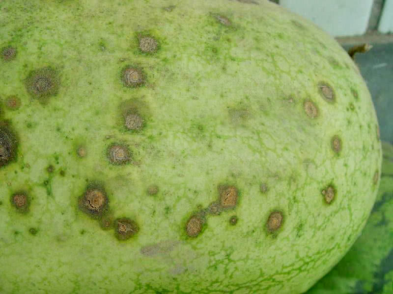 司普沃淺談甜瓜炭疽病發病規律及防治技(jì)術(shù)