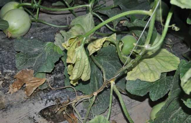 司普沃淺談甜瓜枯萎病防治技(jì)術(shù)與管理(lǐ)