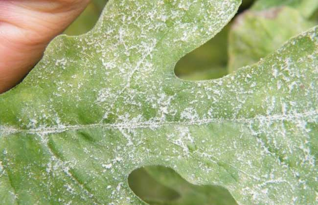 西(xī)瓜白(bái)粉病怎麽防治？司普沃告訴您個(gè)小(xiǎo)妙招