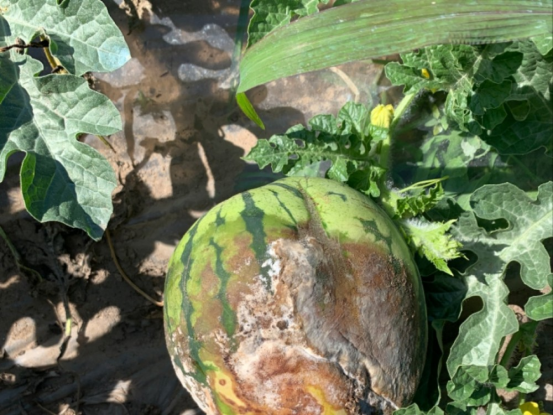 1631496572815347.png image.png