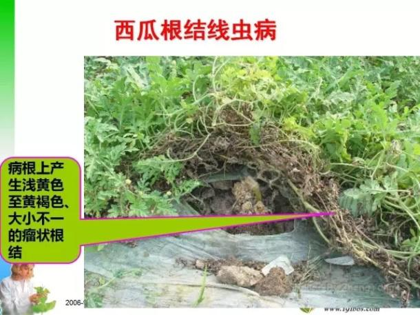 西(xī)瓜根線蟲病防治技(jì)術(shù)與管理(lǐ)