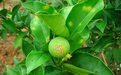 柑橘疫黴病有(yǒu)哪些(xiē)症狀？疫黴病發病原因是(shì)什(shén)麽？司普沃為(wèi)您解答(dá)